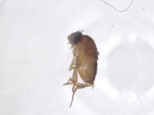  ( - CBG-B11192-H08)  @11 [ ] CreativeCommons - Attribution Share - Alike (2025) Centre for Biodiversity Genomics Centre for Biodiversity Genomics