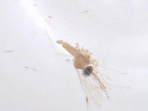  ( - CBG-B16087-F06)  @11 [ ] CreativeCommons - Attribution Share - Alike (2025) Centre for Biodiversity Genomics Centre for Biodiversity Genomics