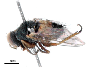  ( - CBG-B16526-D10)  @11 [ ] CreativeCommons - Attribution Share - Alike (2025) CBG Photography Group Centre for Biodiversity Genomics