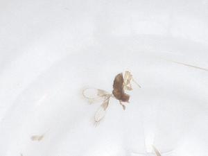  ( - CBG-B17577-C06)  @11 [ ] CreativeCommons - Attribution Share - Alike (2025) Centre for Biodiversity Genomics Centre for Biodiversity Genomics