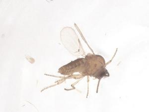  ( - CBG-B17845-H09)  @11 [ ] CreativeCommons - Attribution Share - Alike (2025) Centre for Biodiversity Genomics Centre for Biodiversity Genomics