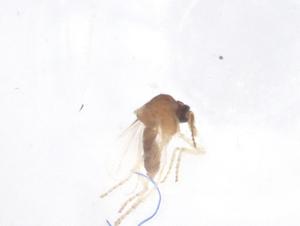  ( - CBG-B17846-C12)  @11 [ ] CreativeCommons - Attribution Share - Alike (2025) Centre for Biodiversity Genomics Centre for Biodiversity Genomics