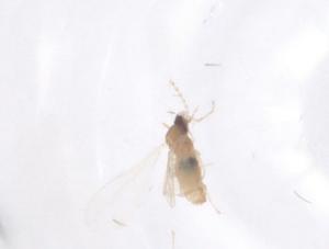  ( - CBG-B17857-H05)  @11 [ ] CreativeCommons - Attribution Share - Alike (2025) Centre for Biodiversity Genomics Centre for Biodiversity Genomics