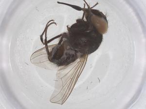  ( - CBG-B17858-F10)  @11 [ ] CreativeCommons - Attribution Share - Alike (2025) Centre for Biodiversity Genomics Centre for Biodiversity Genomics