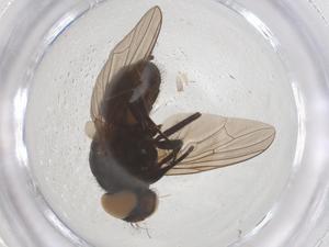  ( - CBG-B17858-G02)  @11 [ ] CreativeCommons - Attribution Share - Alike (2025) Centre for Biodiversity Genomics Centre for Biodiversity Genomics