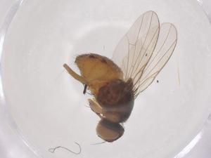  ( - CBG-B17860-B07)  @11 [ ] CreativeCommons - Attribution Share - Alike (2025) Centre for Biodiversity Genomics Centre for Biodiversity Genomics