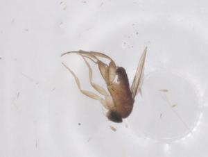  ( - CBG-B19347-C02)  @11 [ ] CreativeCommons - Attribution Share - Alike (2025) Centre for Biodiversity Genomics Centre for Biodiversity Genomics