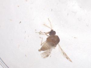  ( - CBG-B19349-D12)  @11 [ ] CreativeCommons - Attribution Share - Alike (2025) Centre for Biodiversity Genomics Centre for Biodiversity Genomics