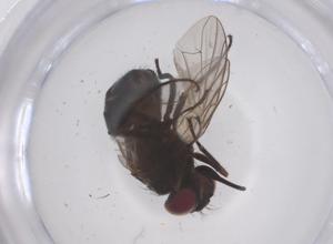  ( - CBG-B19375-D03)  @11 [ ] CreativeCommons - Attribution Share - Alike (2025) Centre for Biodiversity Genomics Centre for Biodiversity Genomics