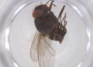  ( - CBG-B19375-G04)  @11 [ ] CreativeCommons - Attribution Share - Alike (2025) Centre for Biodiversity Genomics Centre for Biodiversity Genomics