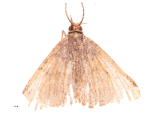  ( - CBG-B19426-D04)  @11 [ ] CreativeCommons - Attribution Share - Alike (2025) CBG Photography Group Centre for Biodiversity Genomics