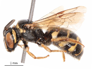  ( - CBG-B19426-G08)  @11 [ ] CreativeCommons - Attribution Share - Alike (2025) CBG Photography Group Centre for Biodiversity Genomics