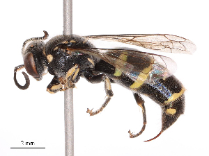  ( - CBG-B19427-A04)  @11 [ ] CreativeCommons - Attribution Share - Alike (2025) CBG Photography Group Centre for Biodiversity Genomics