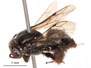  ( - CBG-B19497-D04)  @11 [ ] CreativeCommons - Attribution Share - Alike (2025) CBG Photography Group Centre for Biodiversity Genomics