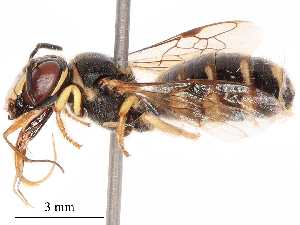  ( - CBG-B19503-E07)  @11 [ ] CreativeCommons - Attribution Share - Alike (2025) CBG Photography Group Centre for Biodiversity Genomics