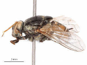  ( - CBG-B19503-E08)  @11 [ ] CreativeCommons - Attribution Share - Alike (2025) CBG Photography Group Centre for Biodiversity Genomics