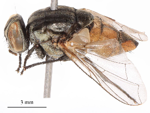  ( - CBG-B19503-E09)  @11 [ ] CreativeCommons - Attribution Share - Alike (2025) CBG Photography Group Centre for Biodiversity Genomics