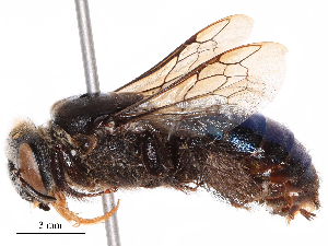  ( - CBG-B19503-H01)  @11 [ ] CreativeCommons - Attribution Share - Alike (2025) CBG Photography Group Centre for Biodiversity Genomics