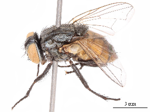  ( - CBG-B19505-C03)  @11 [ ] CreativeCommons - Attribution Share - Alike (2025) CBG Photography Group Centre for Biodiversity Genomics