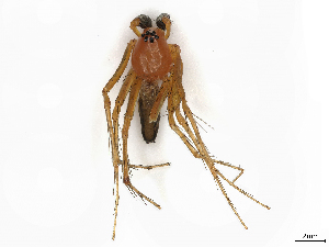  ( - CBG-A21621-H11)  @11 [ ] CreativeCommons - Attribution (2023) CBG Photography Group Centre for Biodiversity Genomics