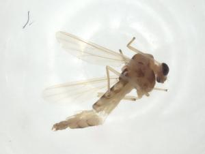  ( - CBG-A28062-H11)  @11 [ ] CreativeCommons - Attribution Share - Alike (2024) Centre for Biodiversity Genomics Centre for Biodiversity Genomics