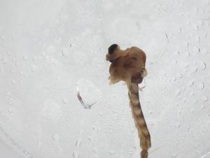  ( - CBG-A28063-A12)  @11 [ ] CreativeCommons - Attribution Share - Alike (2024) Centre for Biodiversity Genomics Centre for Biodiversity Genomics