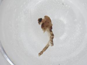  ( - CBG-A28063-D04)  @11 [ ] CreativeCommons - Attribution Share - Alike (2024) Centre for Biodiversity Genomics Centre for Biodiversity Genomics