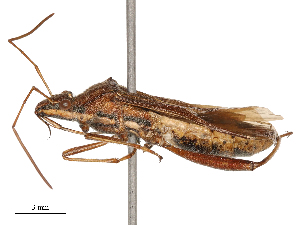  (Riptortus strenuus - CBG-B03409-A07)  @11 [ ] CreativeCommons - Attribution Share - Alike (2025) CBG Photography Group Centre for Biodiversity Genomics