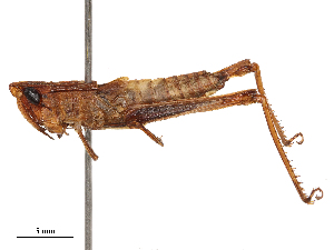  ( - CBG-B03409-C03)  @11 [ ] CreativeCommons - Attribution Share - Alike (2025) CBG Photography Group Centre for Biodiversity Genomics