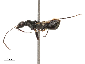  (Eucosmetus - CBG-B03409-G04)  @11 [ ] CreativeCommons - Attribution Share - Alike (2025) CBG Photography Group Centre for Biodiversity Genomics