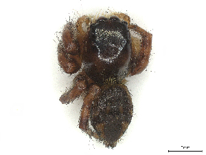  ( - CBG-B03409-H10)  @11 [ ] CreativeCommons - Attribution Share Alike (2025) CBG Photography Group Centre for Biodiversity Genomics