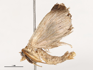  ( - CBG-B03414-A06)  @11 [ ] CreativeCommons - Attribution Share - Alike (2025) CBG Photography Group Centre for Biodiversity Genomics