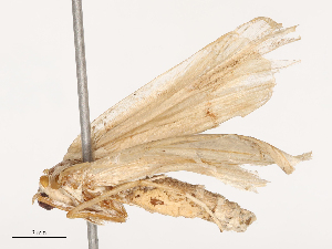  ( - CBG-B03414-A08)  @11 [ ] CreativeCommons - Attribution Share - Alike (2025) CBG Photography Group Centre for Biodiversity Genomics