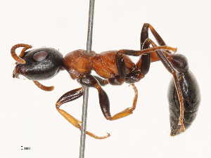  ( - CBG-B03414-E11)  @11 [ ] CreativeCommons - Attribution Share - Alike (2025) CBG Photography Group Centre for Biodiversity Genomics