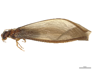  ( - CBG-B03414-H10)  @11 [ ] CreativeCommons - Attribution Share Alike (2025) CBG Photography Group Centre for Biodiversity Genomics