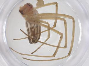  ( - CBG-B04173-D09)  @11 [ ] CreativeCommons - Attribution Share - Alike (2025) Centre for Biodiversity Genomics Centre for Biodiversity Genomics