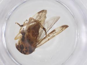  ( - CBG-B04173-E06)  @11 [ ] CreativeCommons - Attribution Share - Alike (2025) Centre for Biodiversity Genomics Centre for Biodiversity Genomics