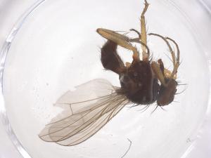  ( - CBG-B04175-G01)  @11 [ ] CreativeCommons - Attribution Share - Alike (2025) Centre for Biodiversity Genomics Centre for Biodiversity Genomics