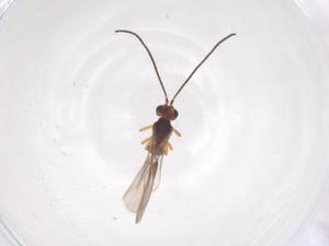  ( - CBG-B04175-G12)  @11 [ ] CreativeCommons - Attribution Share - Alike (2025) Centre for Biodiversity Genomics Centre for Biodiversity Genomics