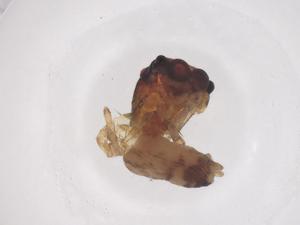  ( - CBG-B04263-D07)  @11 [ ] CreativeCommons - Attribution Share - Alike (2025) Centre for Biodiversity Genomics Centre for Biodiversity Genomics