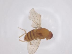  ( - CBG-B04264-C07)  @11 [ ] CreativeCommons - Attribution Share - Alike (2025) Centre for Biodiversity Genomics Centre for Biodiversity Genomics