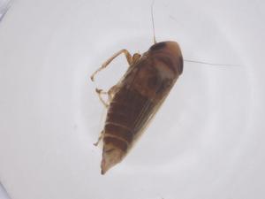  (Doratulina - CBG-B04264-C09)  @11 [ ] CreativeCommons - Attribution Share - Alike (2025) Centre for Biodiversity Genomics Centre for Biodiversity Genomics