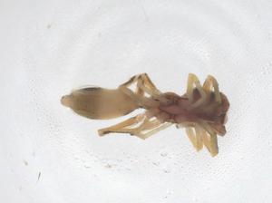  ( - CBG-B04265-D12)  @11 [ ] CreativeCommons - Attribution Share - Alike (2025) Centre for Biodiversity Genomics Centre for Biodiversity Genomics