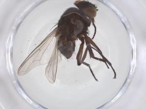  ( - CBG-B04265-E03)  @11 [ ] CreativeCommons - Attribution Share - Alike (2025) Centre for Biodiversity Genomics Centre for Biodiversity Genomics