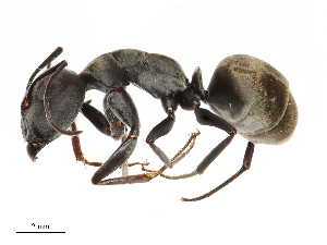  ( - CBG-B04359-C02)  @11 [ ] CreativeCommons - Attribution Share - Alike (2025) CBG Photography Group Centre for Biodiversity Genomics