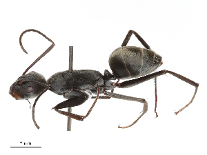  ( - CBG-B04359-C04)  @11 [ ] CreativeCommons - Attribution Share - Alike (2025) CBG Photography Group Centre for Biodiversity Genomics