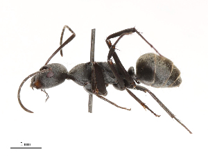  ( - CBG-B04359-C05)  @11 [ ] CreativeCommons - Attribution Share - Alike (2025) CBG Photography Group Centre for Biodiversity Genomics