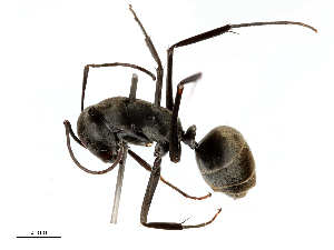  ( - CBG-B04359-C06)  @11 [ ] CreativeCommons - Attribution Share - Alike (2025) CBG Photography Group Centre for Biodiversity Genomics