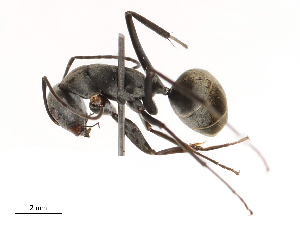  ( - CBG-B04359-C09)  @11 [ ] CreativeCommons - Attribution Share - Alike (2025) CBG Photography Group Centre for Biodiversity Genomics