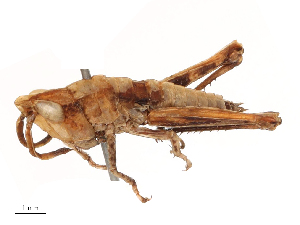  ( - CBG-B04359-C10)  @11 [ ] CreativeCommons - Attribution Share - Alike (2025) CBG Photography Group Centre for Biodiversity Genomics